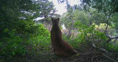 With static harvests, Utah sticks to new status quo for cougar hunting, but advocates express concerns